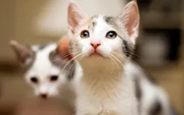 貓咪打噴嚏會自愈嗎？