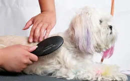 寵物掉毛處理秘籍！簡單清潔工具