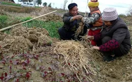 為什麽折耳根這麽難吃成都人還吃？