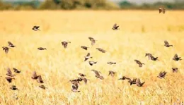 在中國養膘，飛去外國拔毛。這些候鳥只有在中國才享受超國民待遇