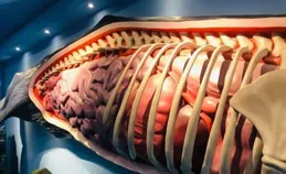 地球上最大的藍鯨，每次排出2噸糞便，為何被稱為海洋中的鉆石？