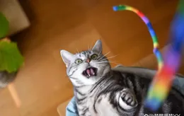 貓耳朵發熱的四大原因，你可能忽視了最後一個！