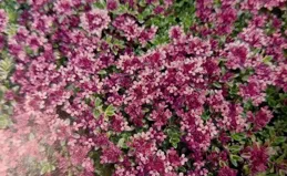 觀葉植物唇形科香草植物類