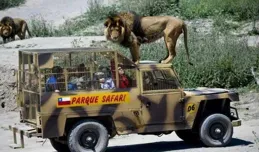 為何獅子從不攻擊車中人？真相揭曉！