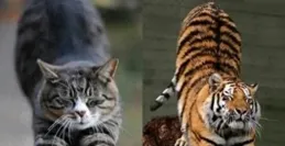 揭秘真相！如果貓的體型和老虎的體型一樣大，能否吊打老虎？