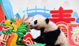 萌態十足！2023年大熊貓寶寶集體亮相，毛茸茸太讓人喜歡了？