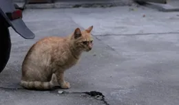 我和流浪貓的故事