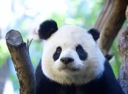 圈裏的人想出去，圈外的人想進來！為考公上岸，大熊貓也要很努力