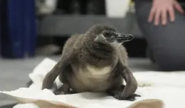 （外代一線）（6）繁育非洲企鵝