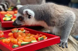 儀式感滿滿！春節將至，昆明的小動物們吃上了專屬「年夜飯」
