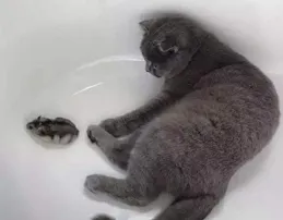 這就是全國新女婿回家統一姿勢嗎?網友評論真是笑不活了