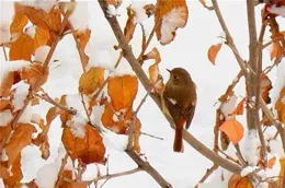 聽說雪中精靈，太美了！！！