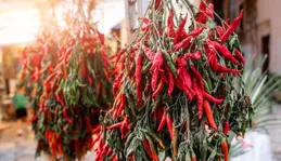 一棵辣椒想要結100多個辣椒，修剪枝條很重要，老農實操講解