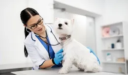 狗狗尿液竟能診斷癌癥！全新非侵入性檢查方法問世
