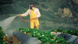 科學家創造了一種可生物降解的傳感器來檢測蔬菜和水果中的殺蟲劑