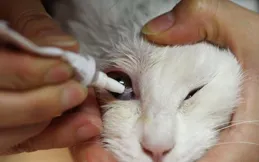 貓貓鼻支會自愈嗎