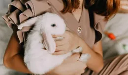 兔子必須吃磨牙棒嗎