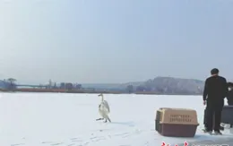蘭州野生動物救護中心救護大、小天鵝並放歸大自然