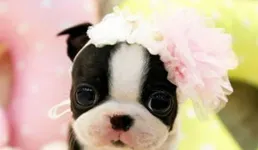 好喜歡這些小孩與動物擁抱的畫，太可愛了，色彩繽紛快樂滿滿