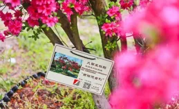 江西德安以花為媒發展賞花經濟——花開如虹客自來