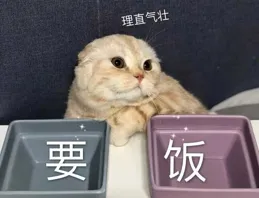 貓對主人真的有感情嗎？