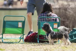 寵物出行必備攻略！文書物品準備一鍵get