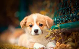 狗狗生產後多久能洗澡