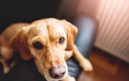 狗狗腸胃炎別擔心，這些方法幫你解決！