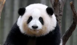 來自央視的肯定：花花是一只不一樣的大熊貓，因頂流被更多人看見