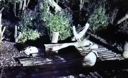 除夕夜！大熊貓花花一只熊被遺忘在外場挨餓！心疼！