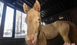 聽說新疆新年首匹汗血馬誕生