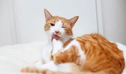揭秘！貓咪為什麽總是香香的？這背後的4個原因讓人意外！