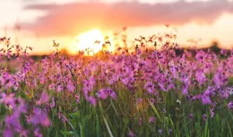 生肖龍：宿命狂歡！好訊息如潮水般洶湧，你是幸運的終極收割者！