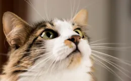 貓咪不吃東西？這些原因你一定沒想到