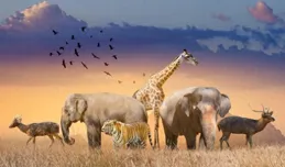 如何判斷野生動物幼崽是否需要幫助，以及你該怎麽做