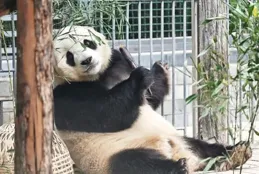 大熊貓胖大海，每天三件事：吃飯，睡覺，找奶媽奶爸貼貼