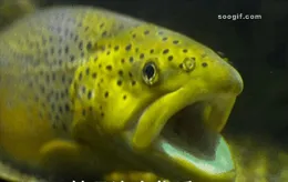 吃魚好處多，但 1 個部位有毒！最好別吃