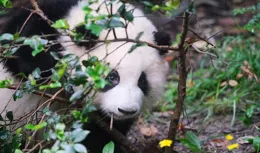 春晚上的成都年味 | 為什麽大家都喜歡花花?