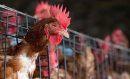 蛋雞養殖業繁榮背後：供應壓力加大，蛋價與養殖利潤雙雙下滑