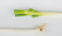 冬天儲存大蔥新方法，放一年不長空不爛還新鮮，方法簡單實用