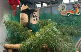 萌寵天團過大年，杭州動物園裏的頂流明星炫年夜飯