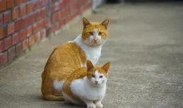 寵物貓與流浪貓：命運之差，如何共存？