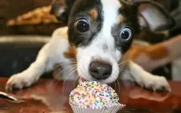 那些跟著主人回家的萌寵們，是如何度過這個年的？