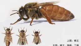 工蜂能吃到幾成自采的花蜜花粉？