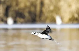 +1！白洋澱鳥類再添「新夥伴」
