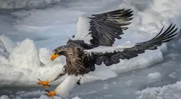 虎頭海雕首次現身條子泥