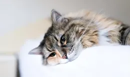 貓咪的哀傷：當同伴逝去，它們如何表達悲傷