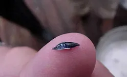 剛出生僅米粒大，成年後變身頂級海洋獵手，上頜能刺穿油輪鋼板