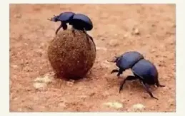全球屎殼郎族群密度大降：牧場生態危機應對