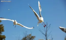 老人在大理強行抓卡玫基與小孩合影，林業部門介入